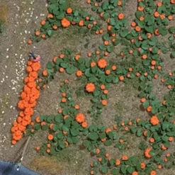 Busch 1201 HO Pumpkin Field - Your Source for Gaming Essentials