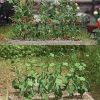 Busch 1214 HO Tomato & Cucumber Plants Kit - Your Source for Gaming Essentials