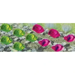 JTT Scenery Products 95528 O 1/2'' Cabbages & Lettuces (Set of 20) - Your Source for Gaming Essentials