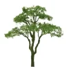 JTT Scenery Products 94439 Z 1" Professional Series Acacia Tree (Pack of 6) - Your Source for Gaming Essentials