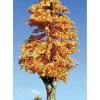 Timberline Scenery 218 Deciduous 6-9 Harvest Dawn - Your Source for Gaming Essentials* Trains