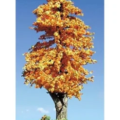 Timberline Scenery 218 Deciduous 6-9 Harvest Dawn - Your Source for Gaming Essentials* Trains