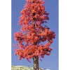 Timberline Scenery 224 Deciduous 6-9 Indian Summer - Your Source for Gaming Essentials* Trains
