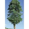 Timberline Scenery 226 Deciduous Lemon Trees 3"-5" (Pack of 2) - Your Source for Gaming Essentials* Trains