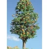 Timberline Scenery 228 Deciduous Orange Trees 2"-4" (Pack of 3) - Your Source for Gaming Essentials* Trains